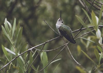 Close-up of bird perching on plant