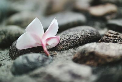 Close-up of flower