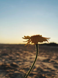 Close-up of flower against sky during sunset