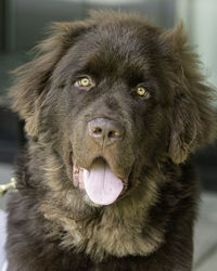 Portrait of a brown newfoundland puppy with its tongue sticking out panting