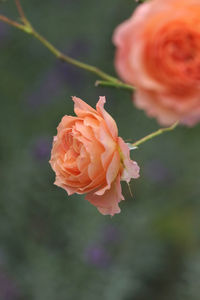 Close-up of orange rose blooming outdoors