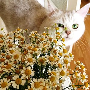 White cat looking up