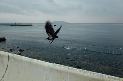 Seagull flying over sea