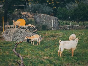 Goats on field