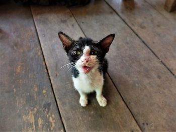 High angle portrait of cat sitting on hardwood floor