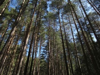 Low angle view of trees in forest