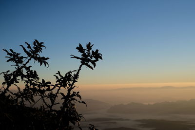 Low angle view of silhouette tree against sky during sunset