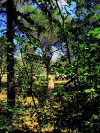 View of flowering trees in forest