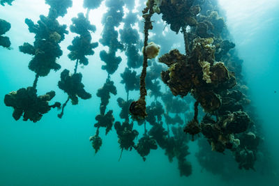 Oyster farm, ishikawa, notojima , japan