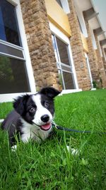 Portrait of dog on field