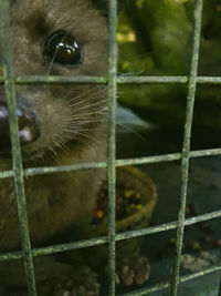 Close-up of a cat in cage