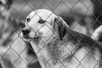 Portrait of dog seen through chainlink fence