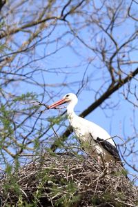 Low angle view of stork perching on tree