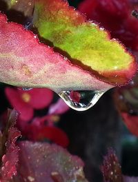 Close-up of wet leaf