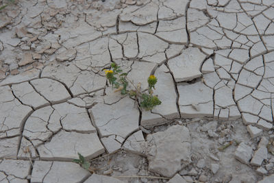 Close-up of plant