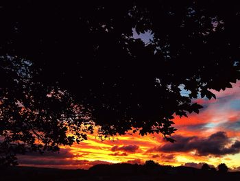 Silhouette of trees at sunset