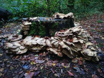 Mushrooms growing on field in forest