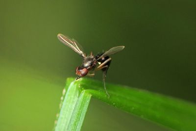 Close-up of insect on leaf