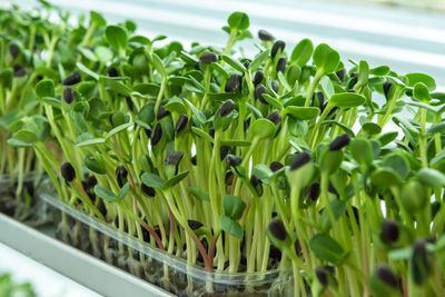 Juicy young shoots of micro-greenery close-up. growing seeds in a greenhouse. 