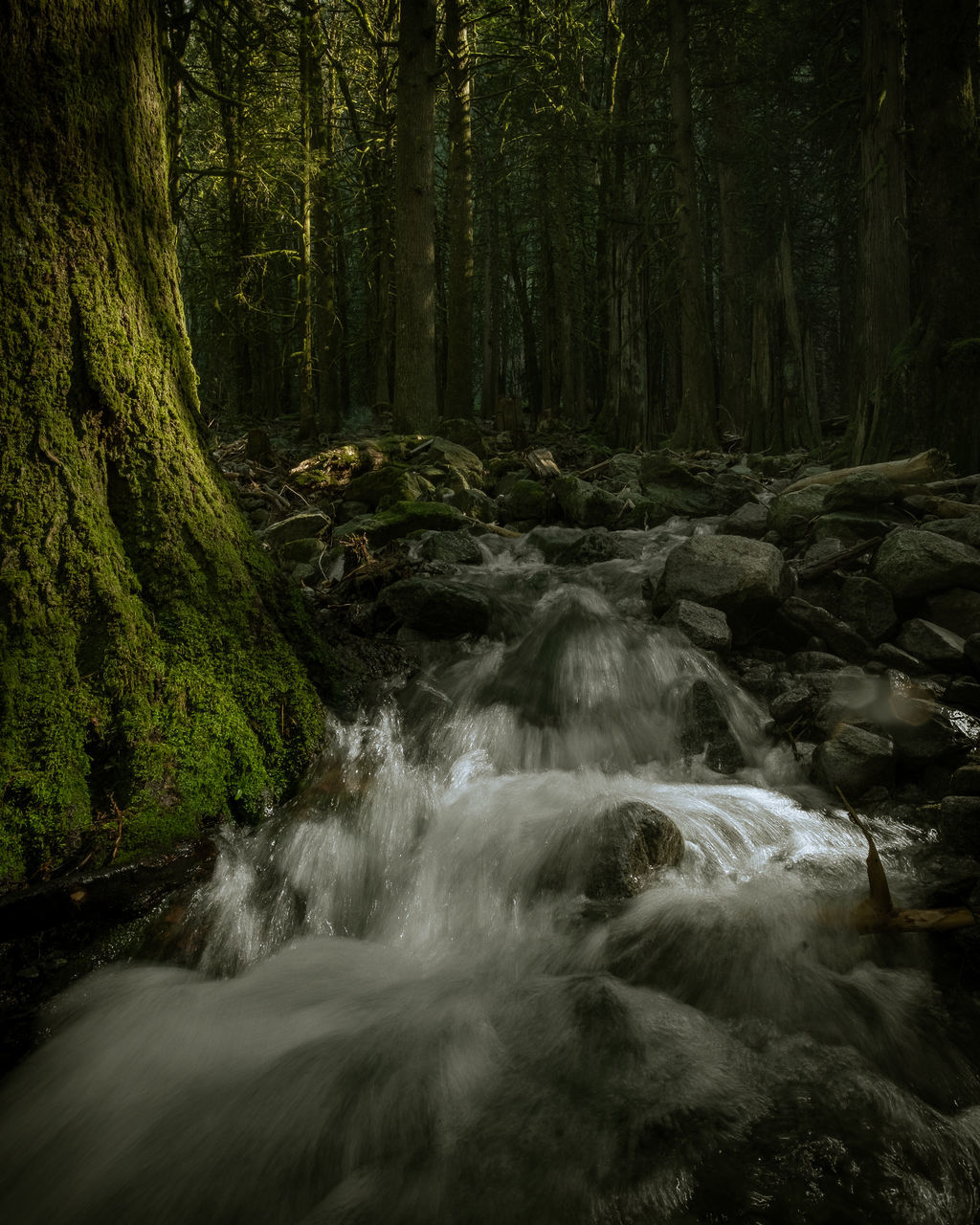 VIEW OF WATERFALL IN FOREST