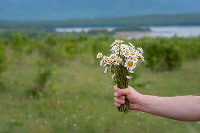 Daisies bouquet hand. romantic summer bouquet of wild wildflowers. fragile white flowers 