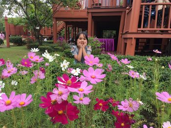 Close-up of pink flowering plants