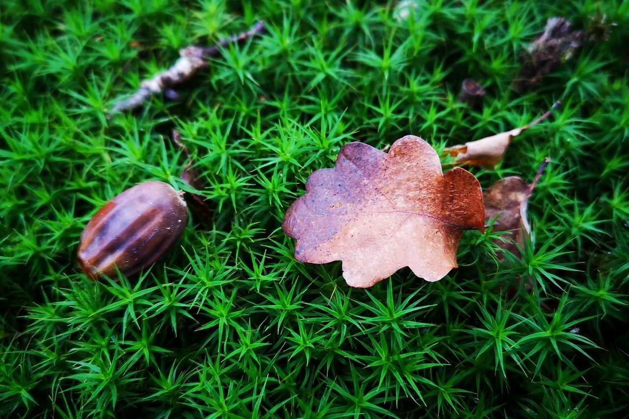 plant, food, growth, green color, nature, no people, land, close-up, grass, food and drink, leaf, field, plant part, day, freshness, high angle view, beauty in nature, brown, outdoors, mushroom, toadstool, leaves