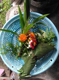 High angle view of flowers in vase