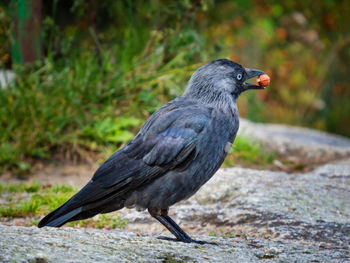 Close-up of jackdaw with a hazelnut in its beak