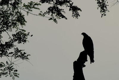 Silhouette of bird perching on a tree