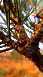 Low angle view of bird perching on branch