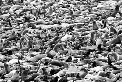 Full frame shot of seals at beach