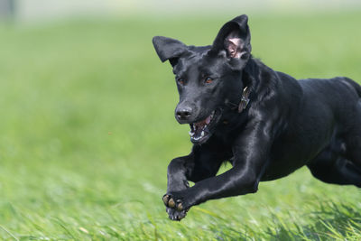 Close up of a black labrador puppy running through a field