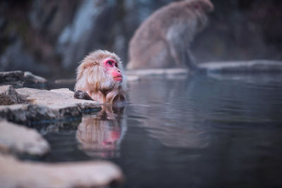 Japanese snow monkey macaque bath on hot spring  in winter at jigokudani park, yamanouchi, japan. 