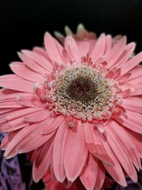 Close-up of pink daisy flower against black background