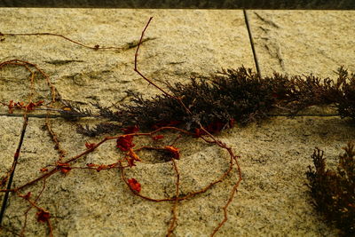 Close-up of red leaf