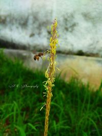 Close-up of bee on grass