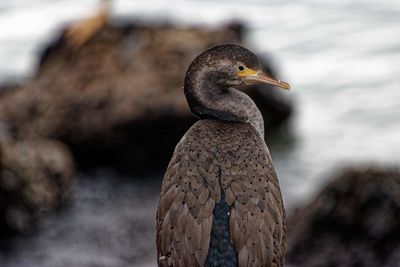 Close-up of bird perching on rock