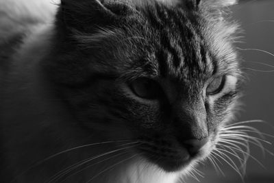 Close-up of domestic cat