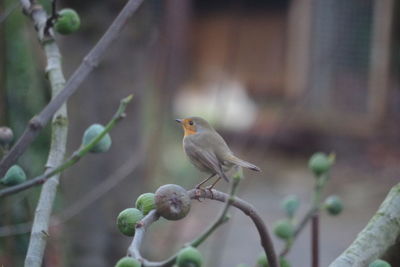 Close-up of bird perching on branch