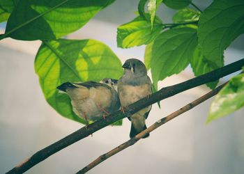 Close-up of bird perching on branch