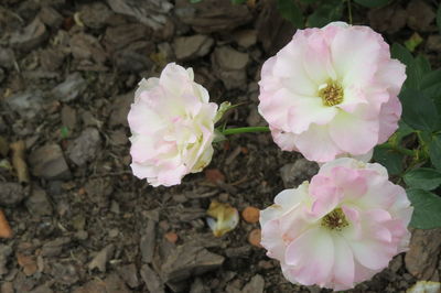 Close-up of pink flowers blooming outdoors