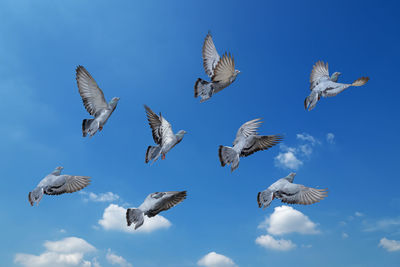 Low angle view of seagulls flying