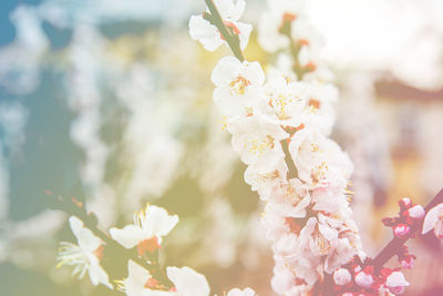 Close-up of white cherry blossom tree