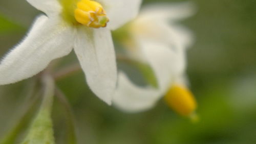 Close-up of white flower blooming outdoors