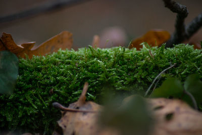 Close-up of food on plant