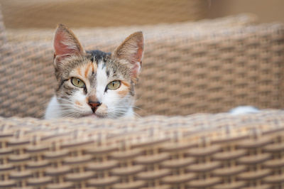 Portrait of a cat in basket