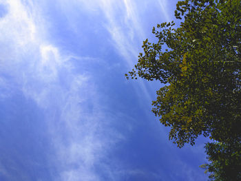 Low angle view of trees against blue sky