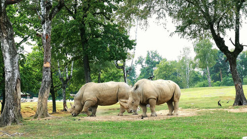 Travel in the car in the safari zoo. rhinos. rhinoceros walking in a green park. high quality photo