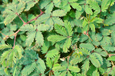 Close-up of green leaves